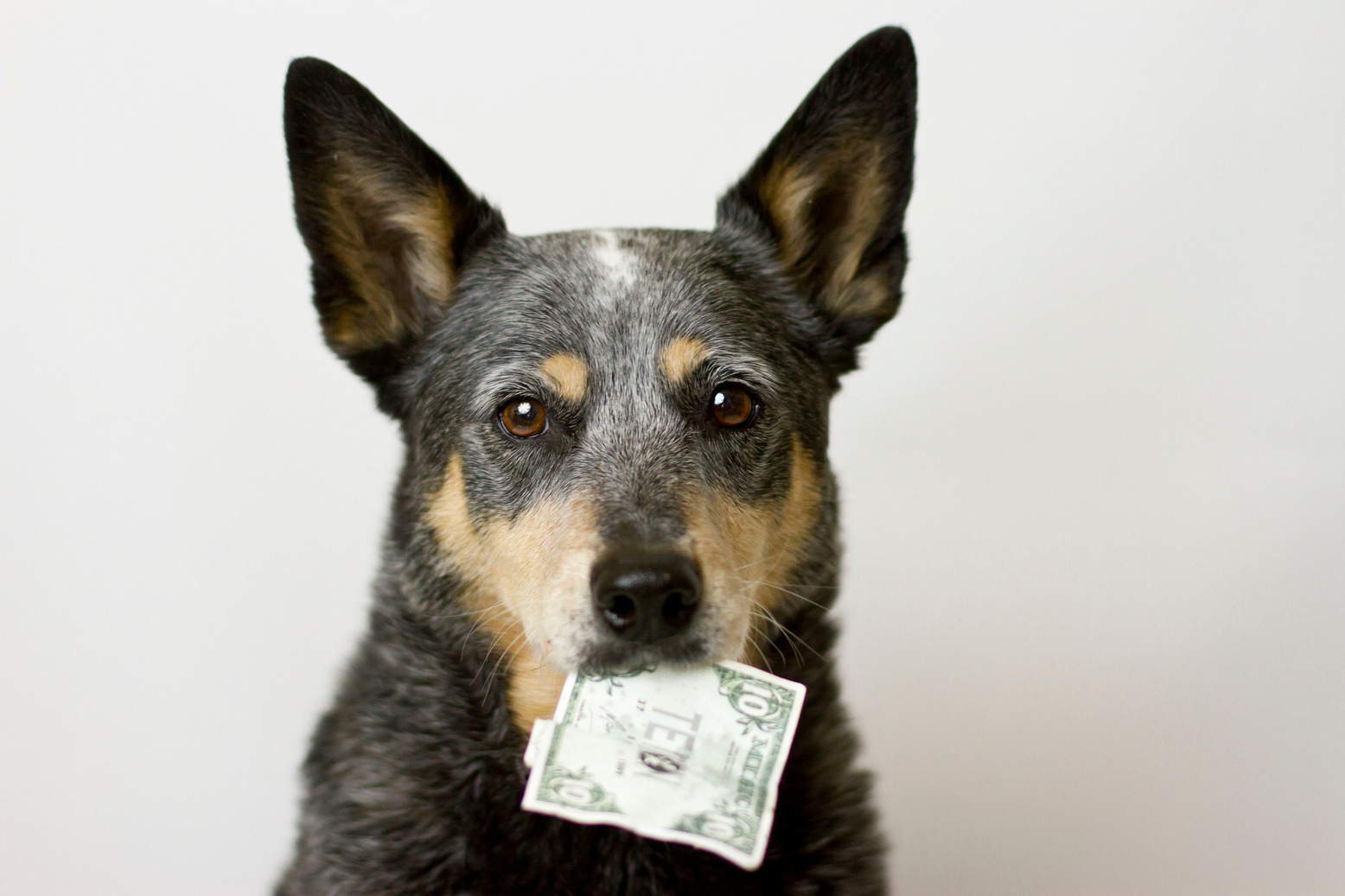 Dog Holding Money in Mouth